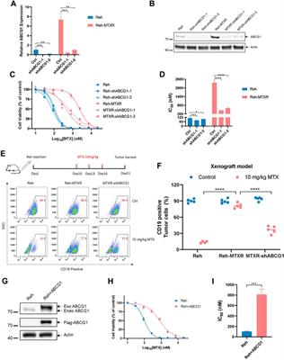 Up-regulation of ABCG1 is associated with methotrexate resistance in acute lymphoblastic leukemia cells